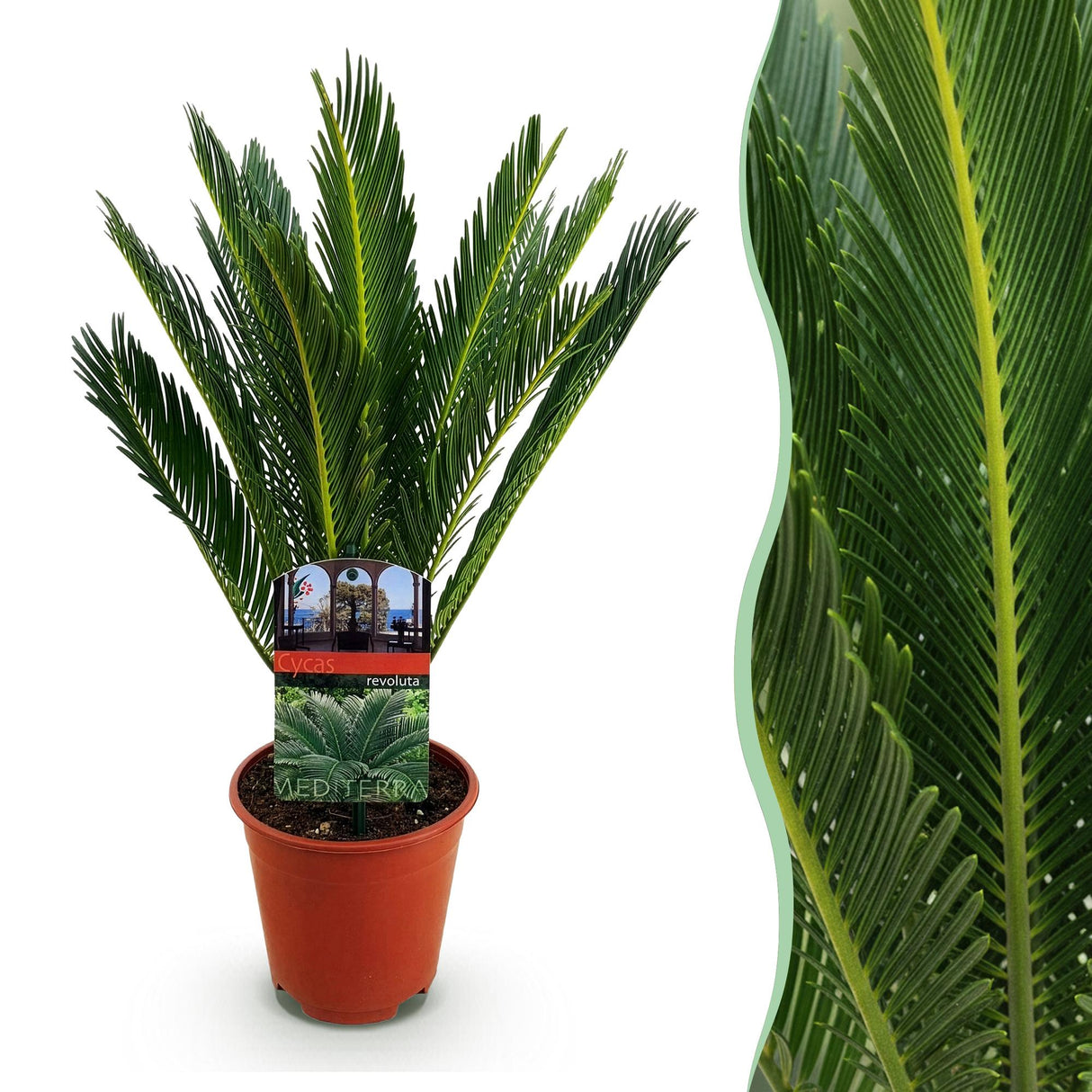 Livraison plante Cycas revoluta d14cm H45cm
