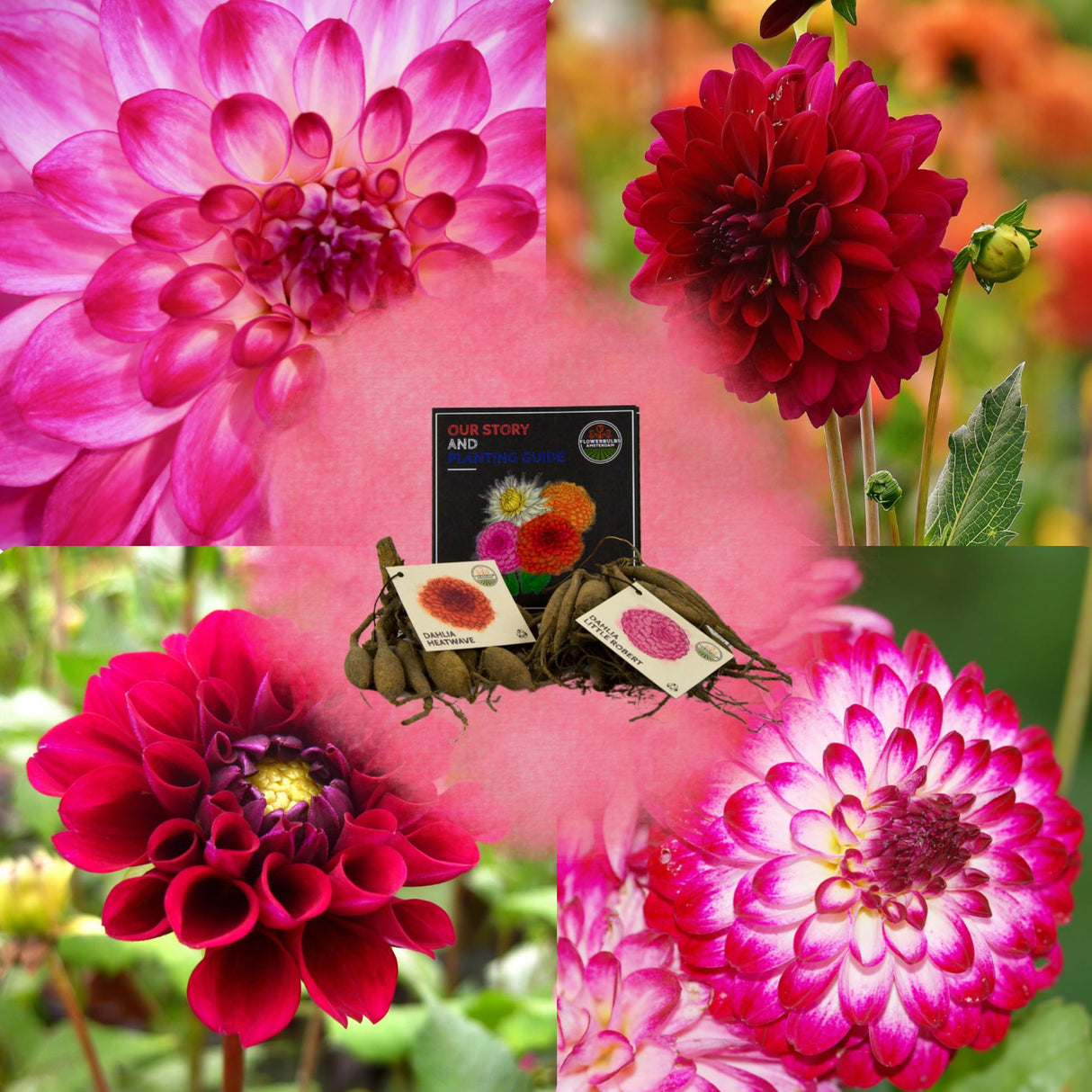 Livraison plante Dahlia Bulbes - Mix Happiness, Little Robert & Heatwave, 2 pièces