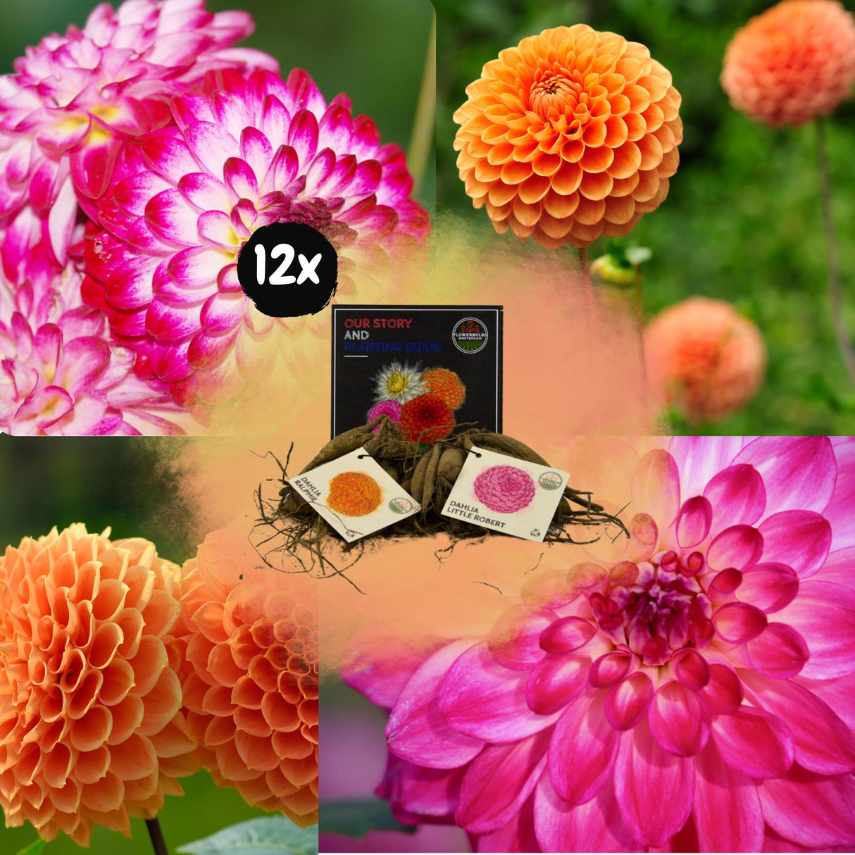 Livraison plante Dahlia Bulbes - Mix Pompon Splash, Dahlia Little Robert & Dahlia Ralphie, 12 pièces