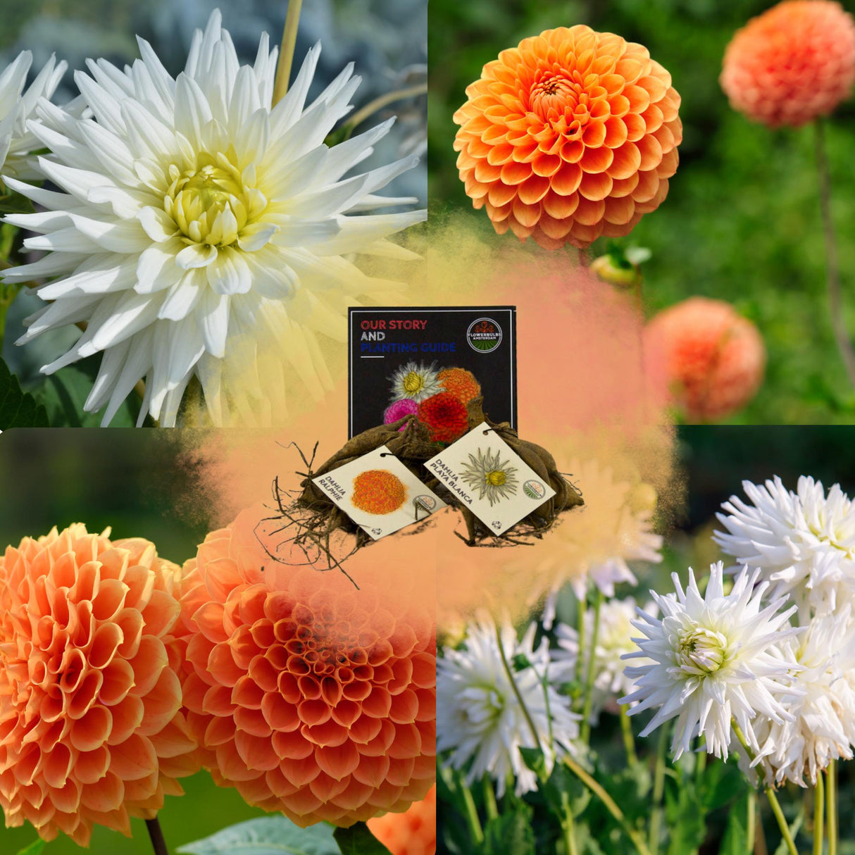 Livraison plante Dahlia - Coffret Mix 2 x Dahlia Orange Pride, Playa Blanca & Ralphie