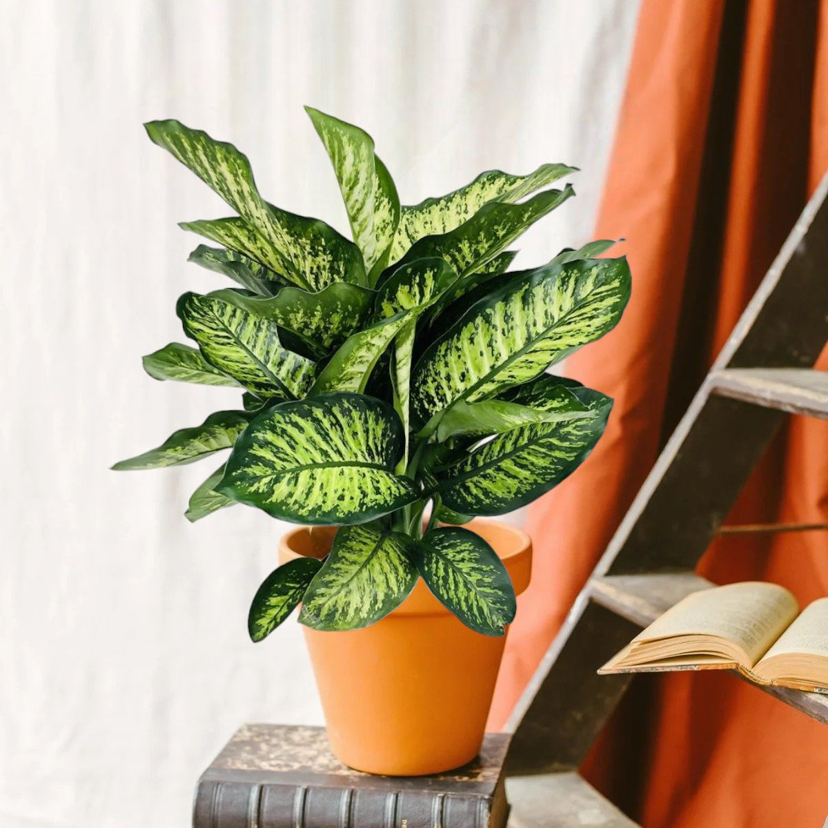 Dieffenbachia Camilla Livraison Plantes 1 main image 1