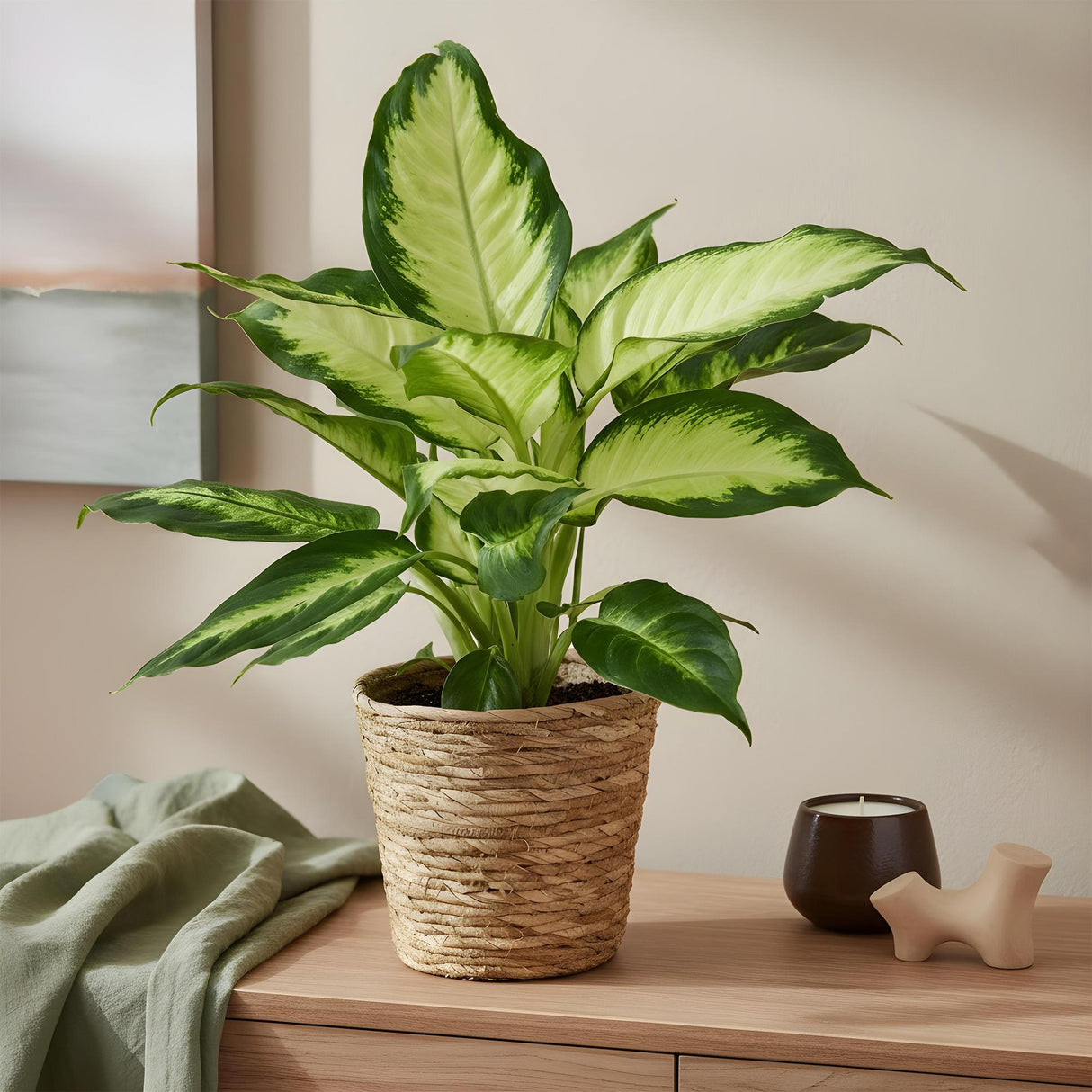 Livraison plante Dieffenbachia Camilla et pot H45 cm