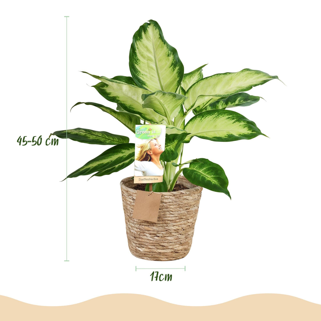 Livraison plante Dieffenbachia Camilla et pot H45 cm
