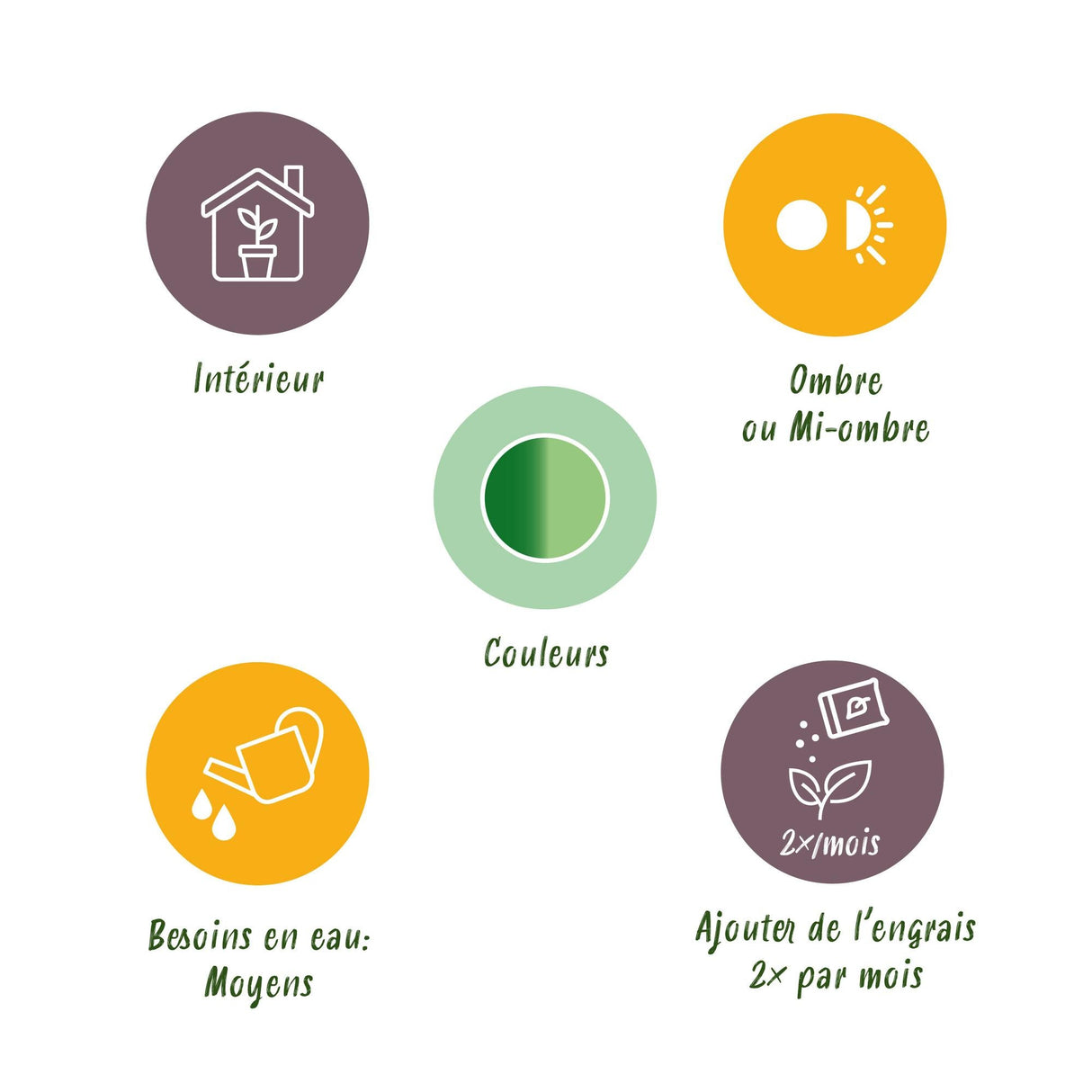 Livraison plante Dieffenbachia Compacta