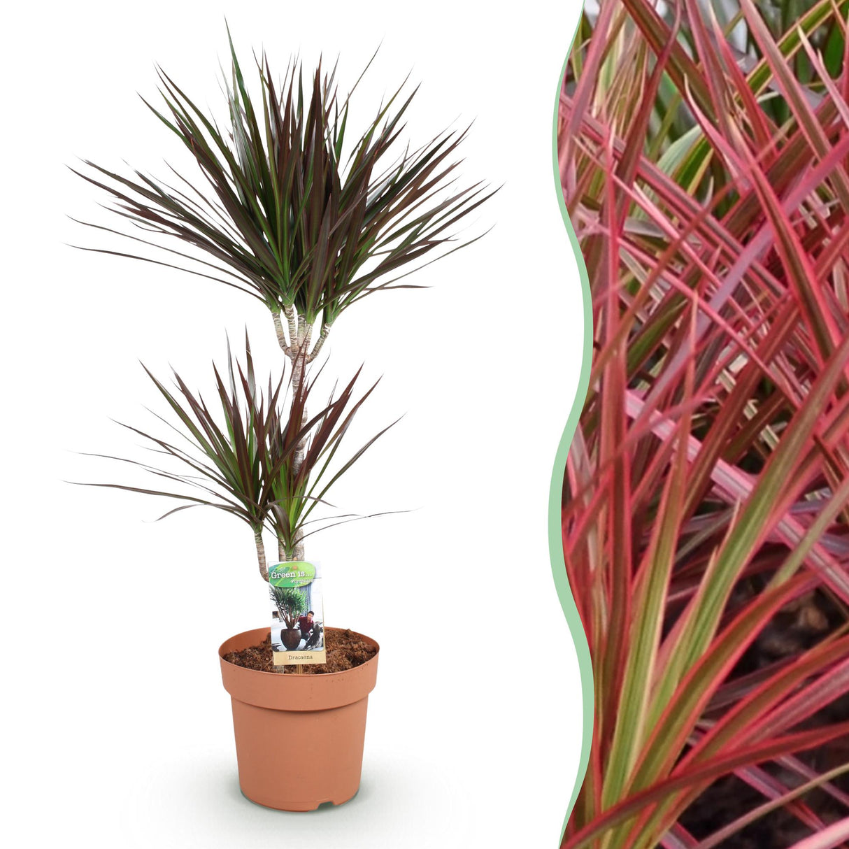 Livraison plante Dracaena Magenta