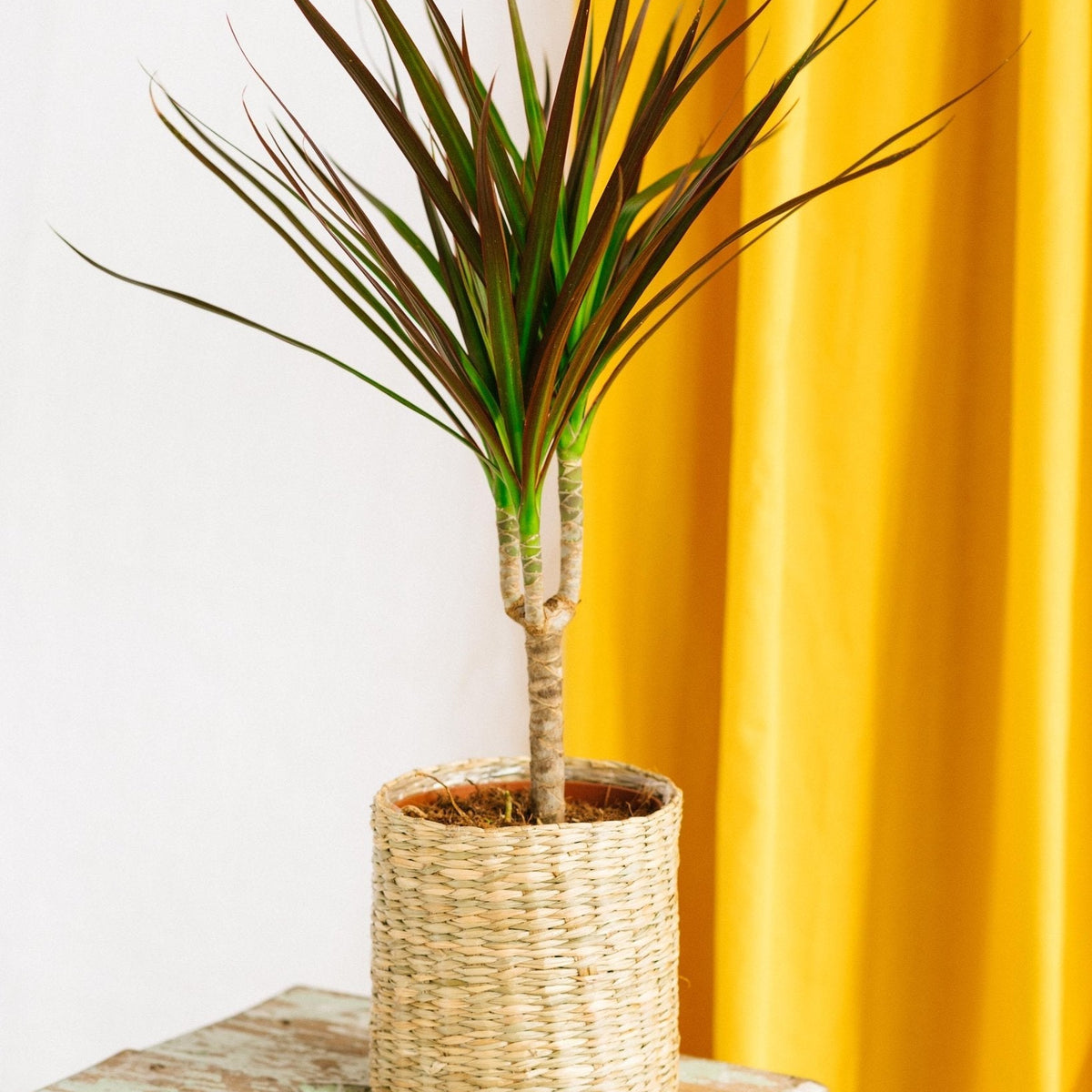 dracaena entretien Dracaena Magenta