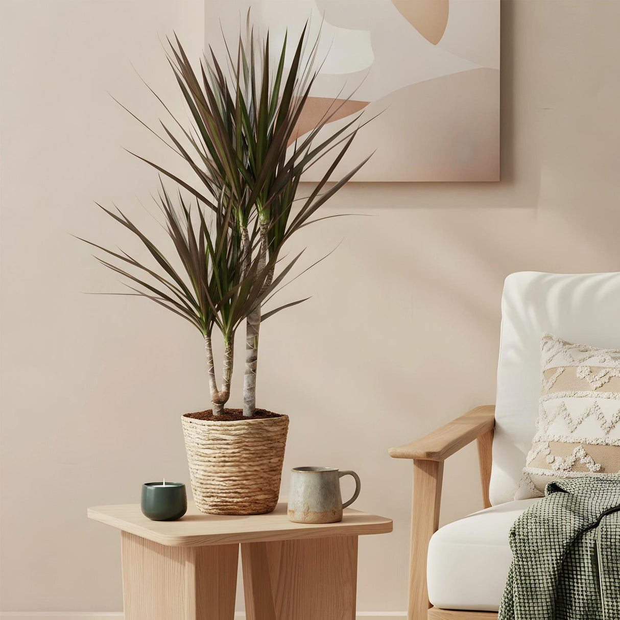 Livraison plante Dracaena Magenta – Lot de 1