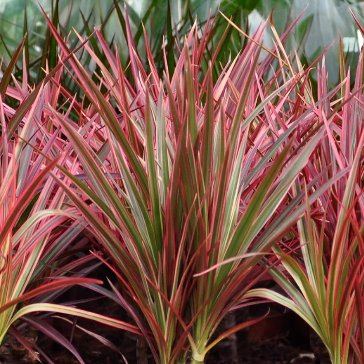 Livraison plante Dracaena Magenta – Lot de 1