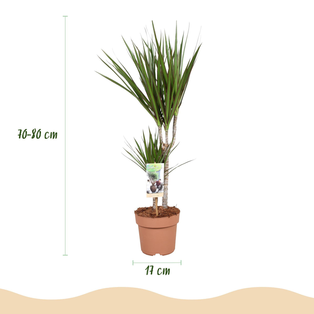 Livraison plante Dracaena Marginata