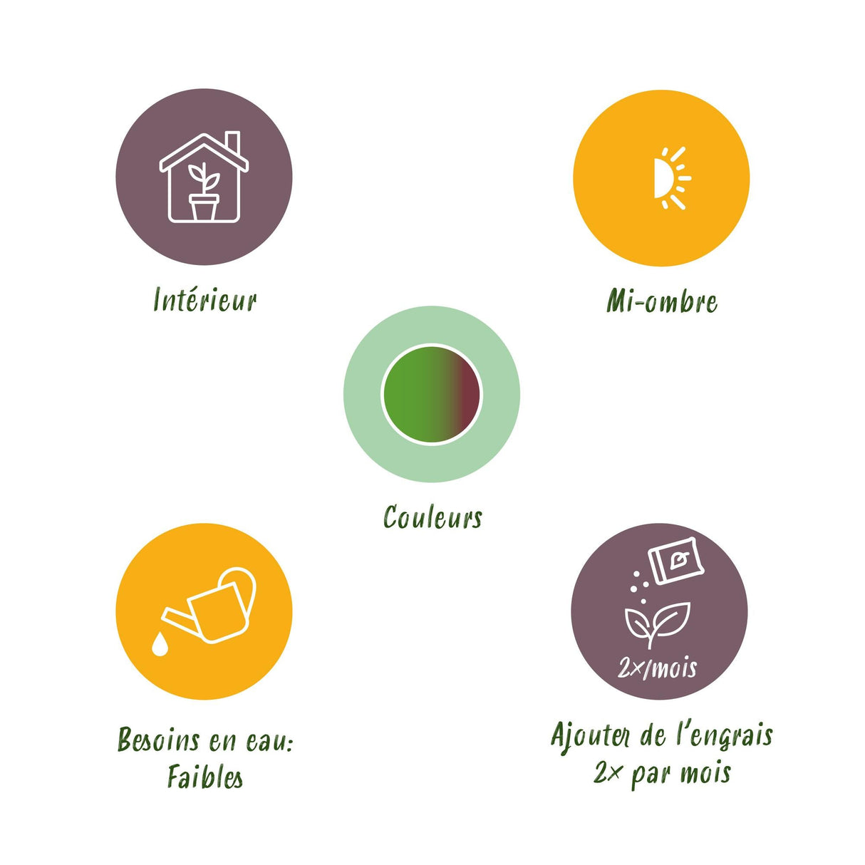 Livraison plante Dracaena Marginata Bicolor et panier H75 cm