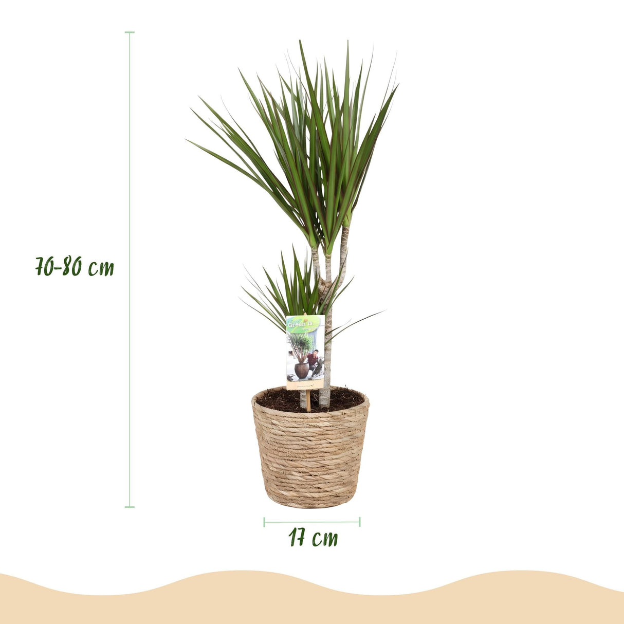Livraison plante Dracaena Marginata et panier H75cm