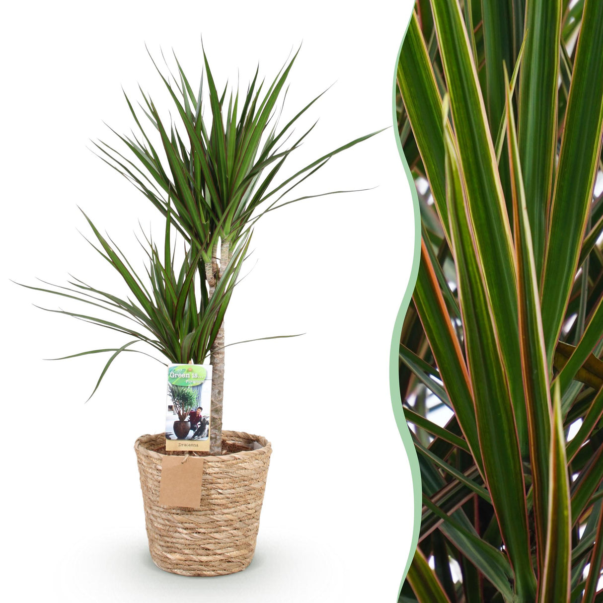 Livraison plante Dracaena Marginata et pot H95 cm