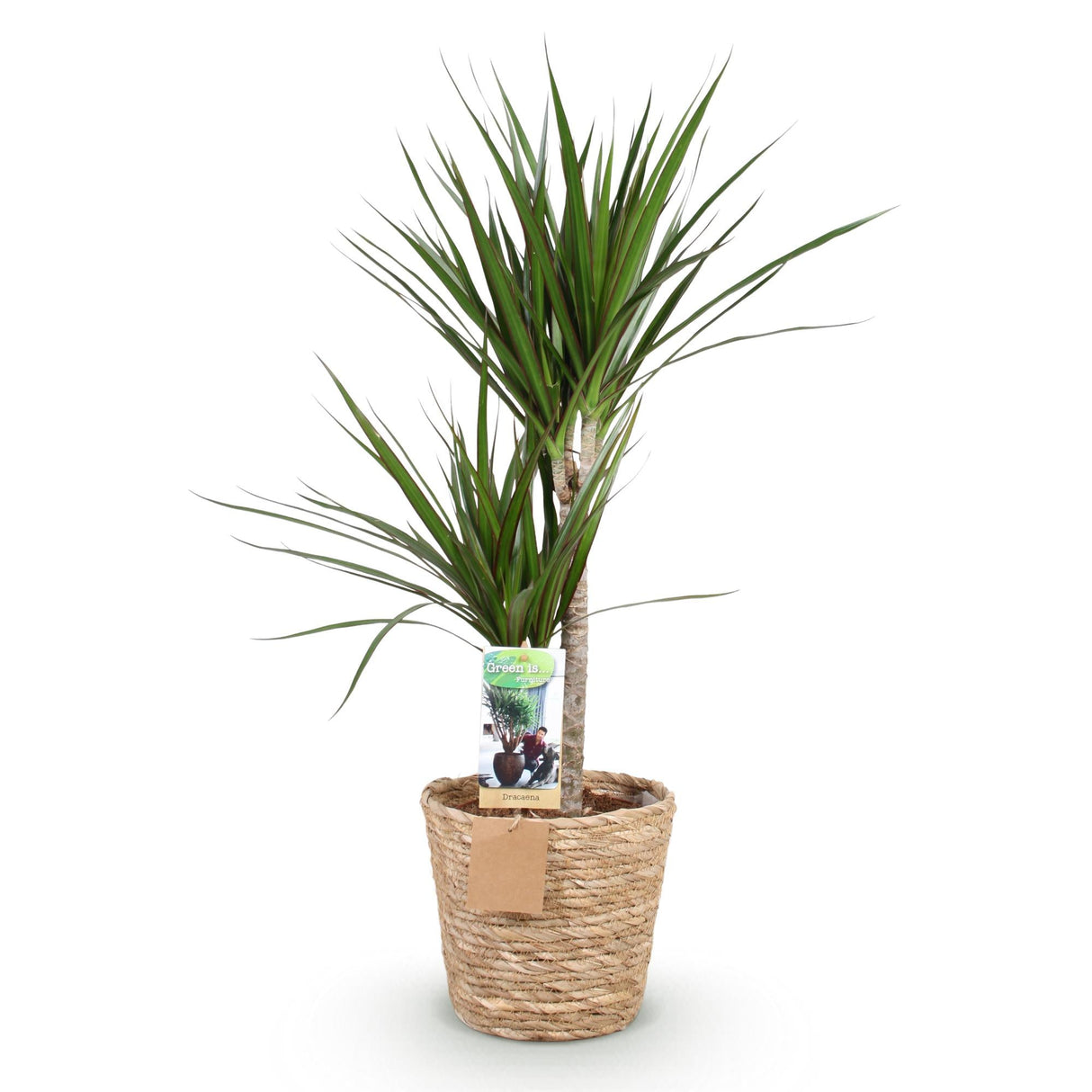 Livraison plante Dracaena Marginata et pot H95 cm