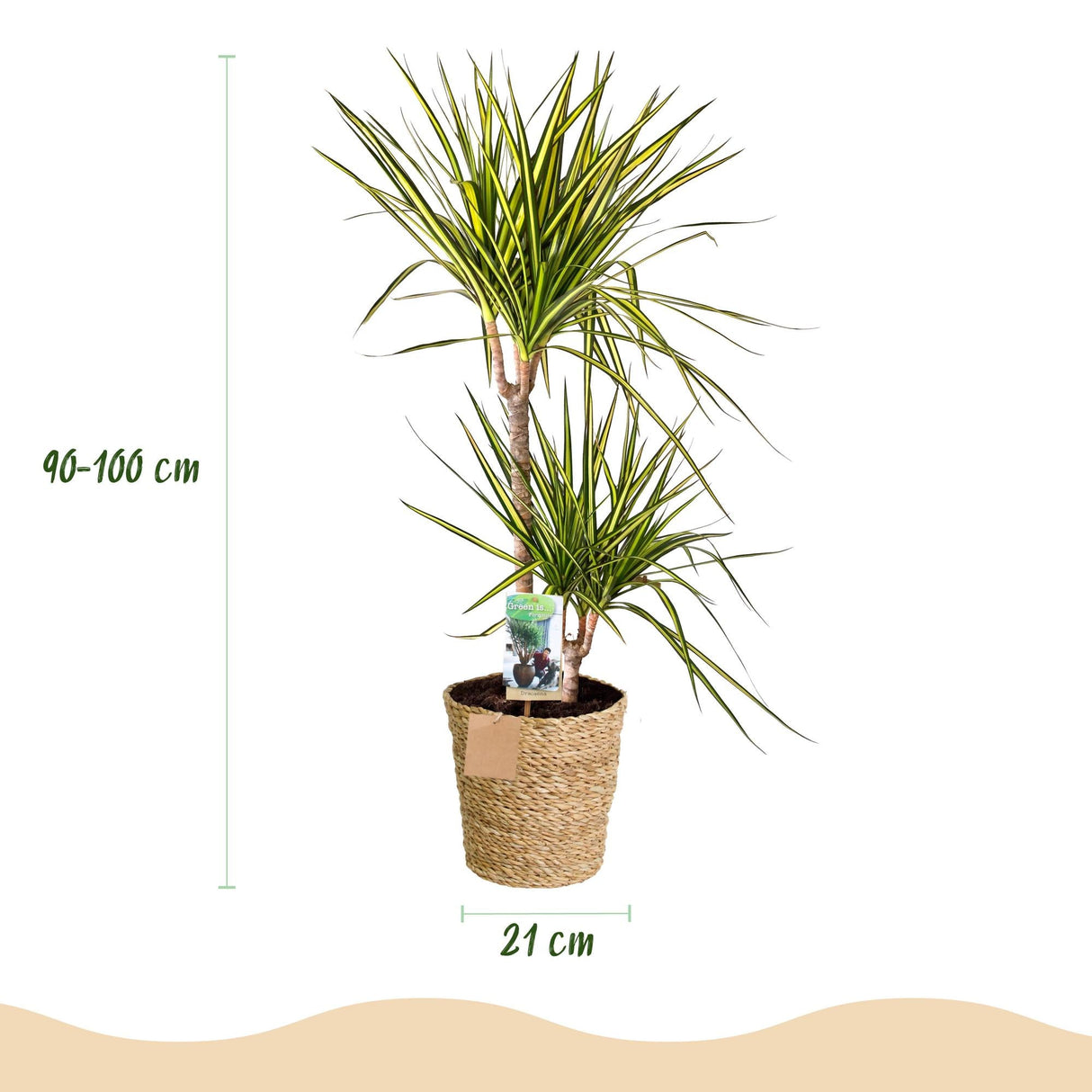 Livraison plante Dracaena Sunray et panier H95cm