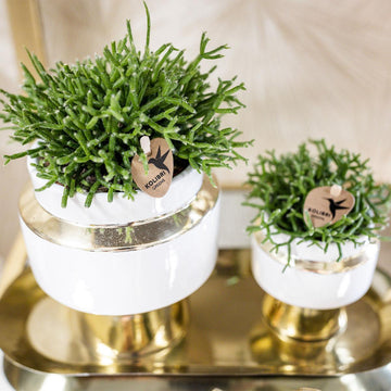 Duo succulente et leurs caches-pots doré