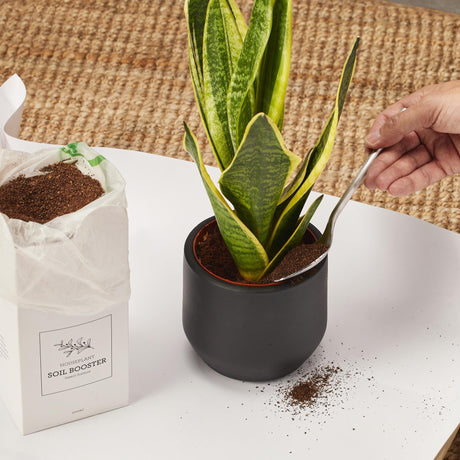 Livraison plante Engrais organique Soil Booster