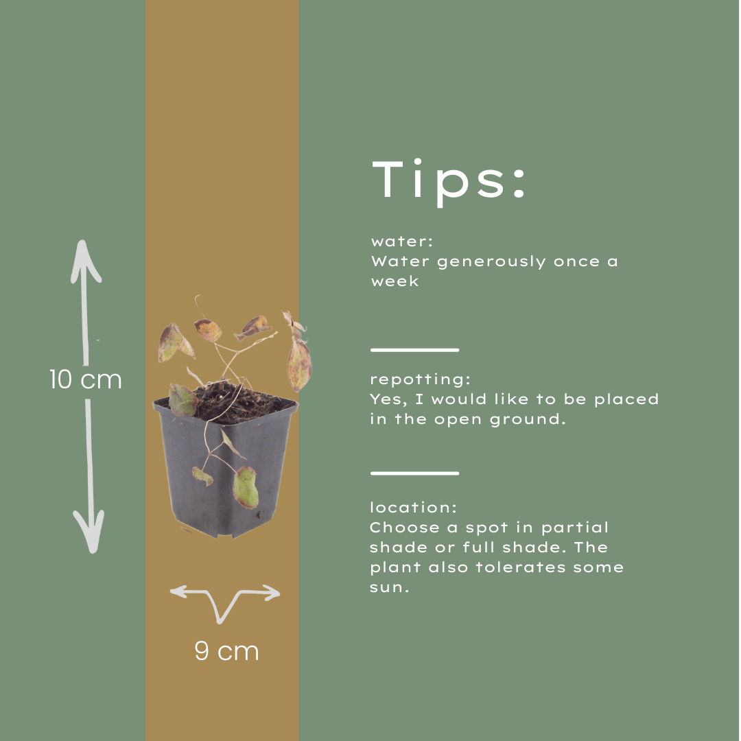 Livraison plante Epimedium rubrum