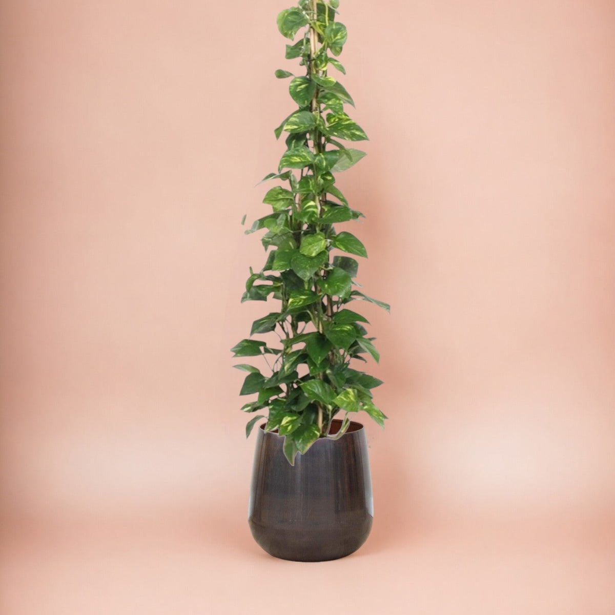 La Green Touch - Pothos Golden Epipremnum - Plante D'Intérieur Pot 15cm Hauteur 45cm - Dépolluante Et Facile D'Entretien