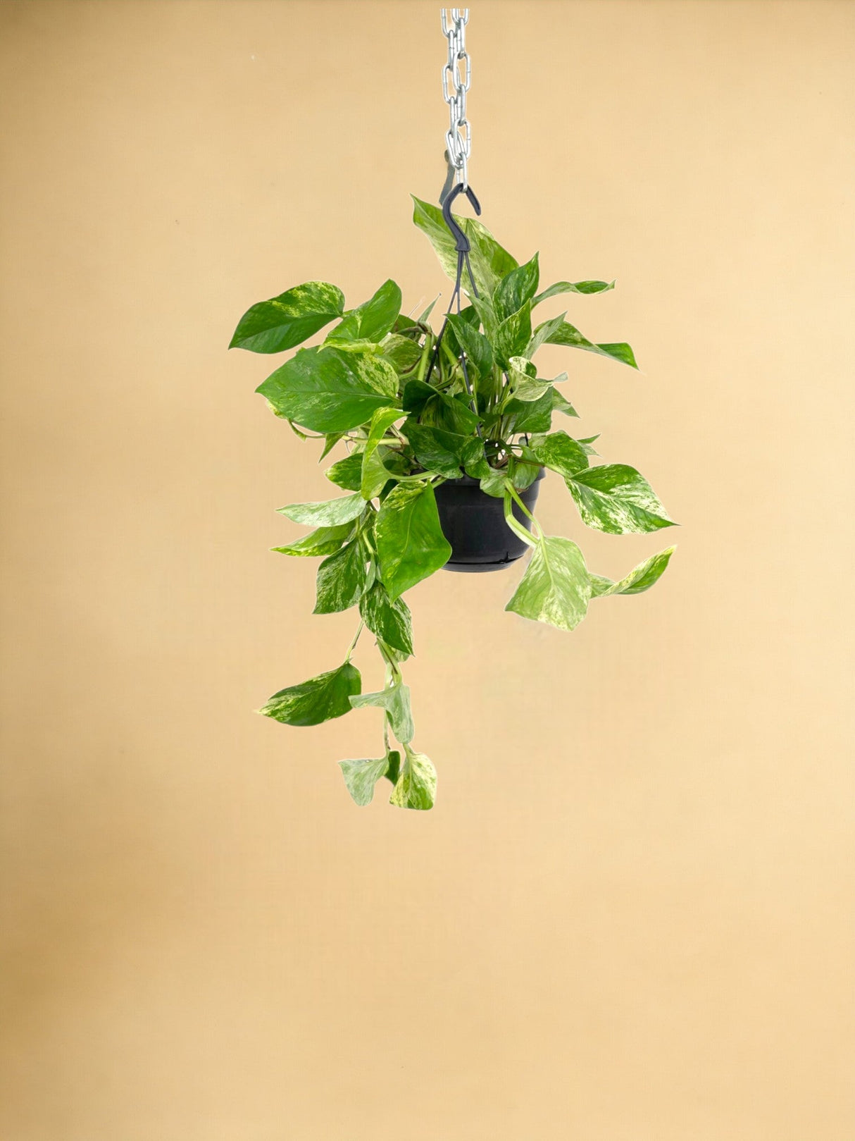 Livraison plante Epipremnum Marble Queen - Scindapsus - 25cm - Ø15