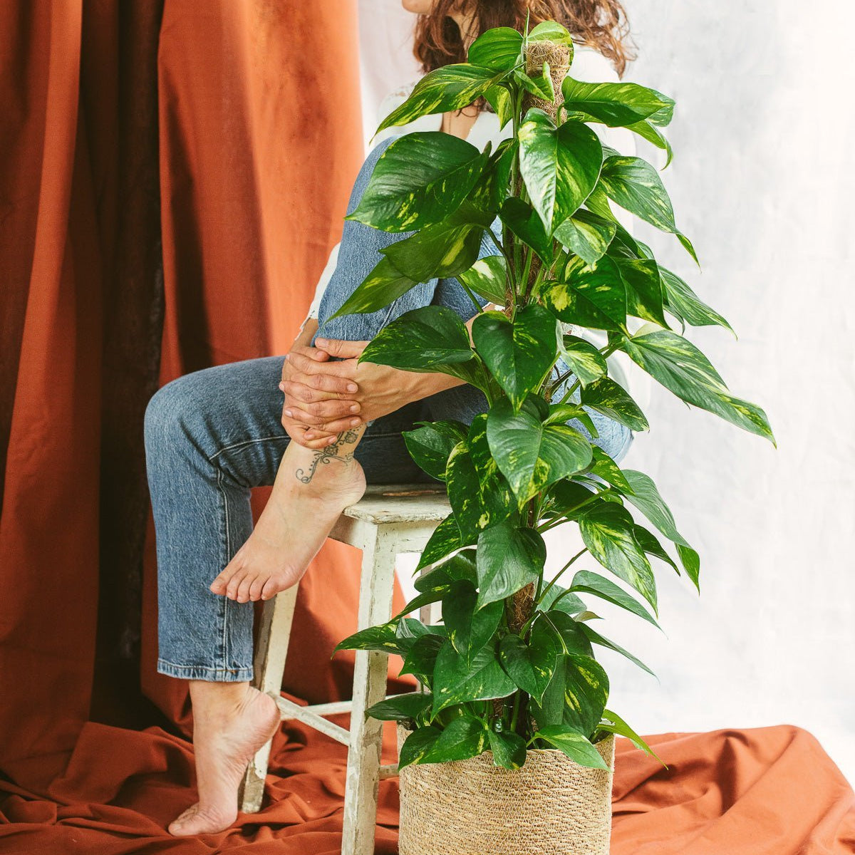 pothos plante Epipremnum Pothos