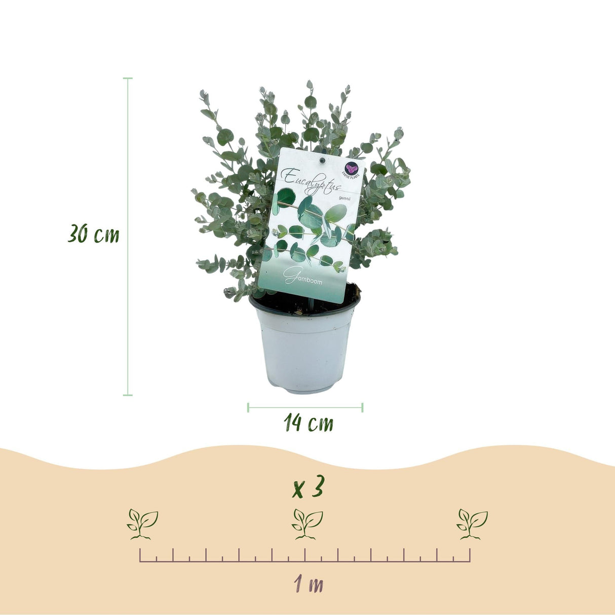 Livraison plante Eucalyptus gunnii – Lot de 2 – Pot 14 cm – Hauteur 30 cm