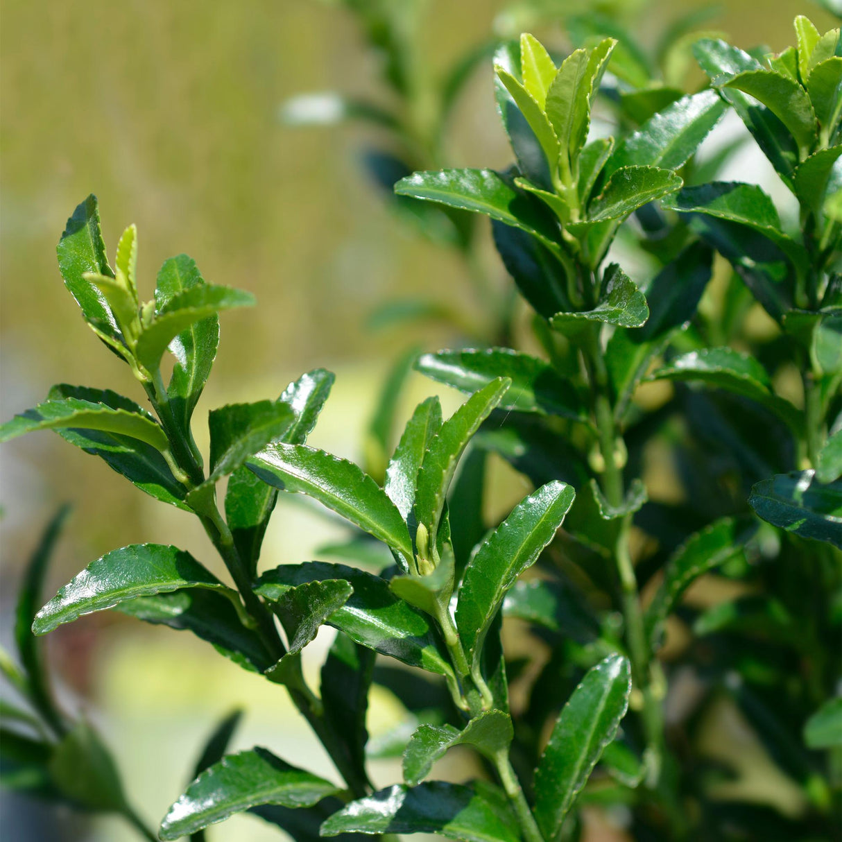 Livraison plante Euonymus japonica Green Spire – Lot de 8 – Hauteur 20 - 25 cm