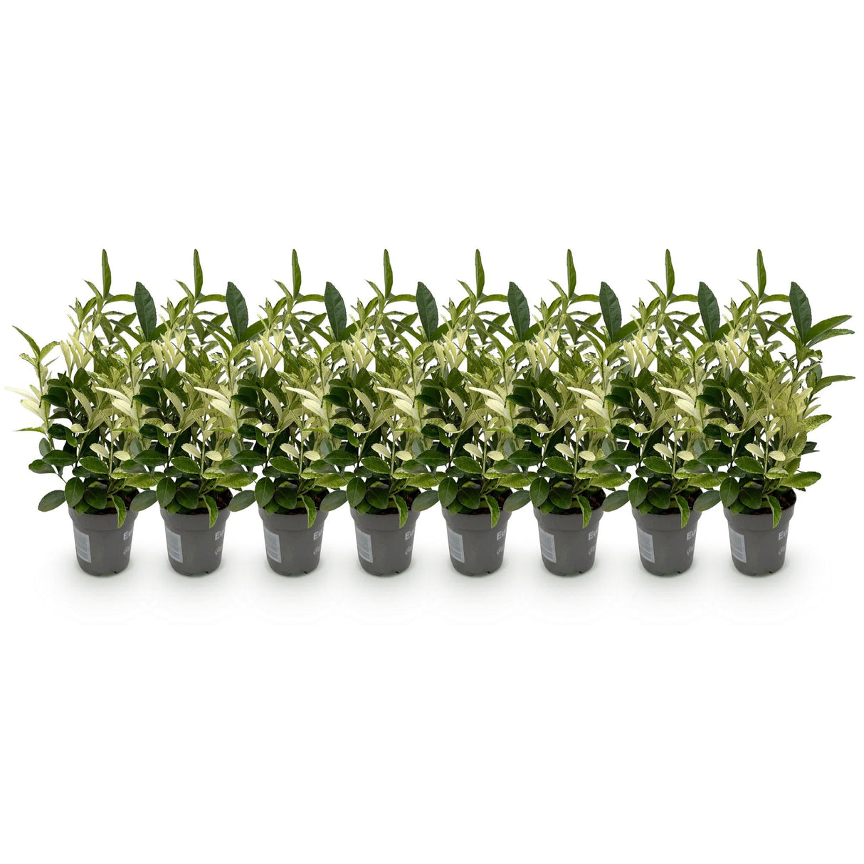 Livraison plante Euonymus japonica Paloma Blanca – Lot de 8 – Pot 9 cm