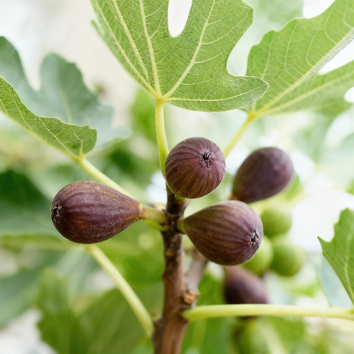 Livraison plante Ficus carica Little Miss Figgy – Pot 19 cm – Hauteur 90 cm