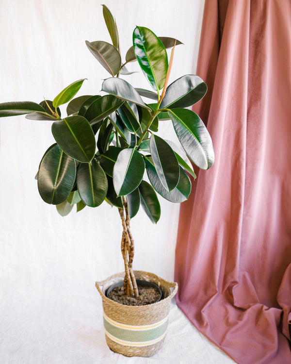 Livraison plante Ficus Elastica Burgundy tronc tressé h100cm