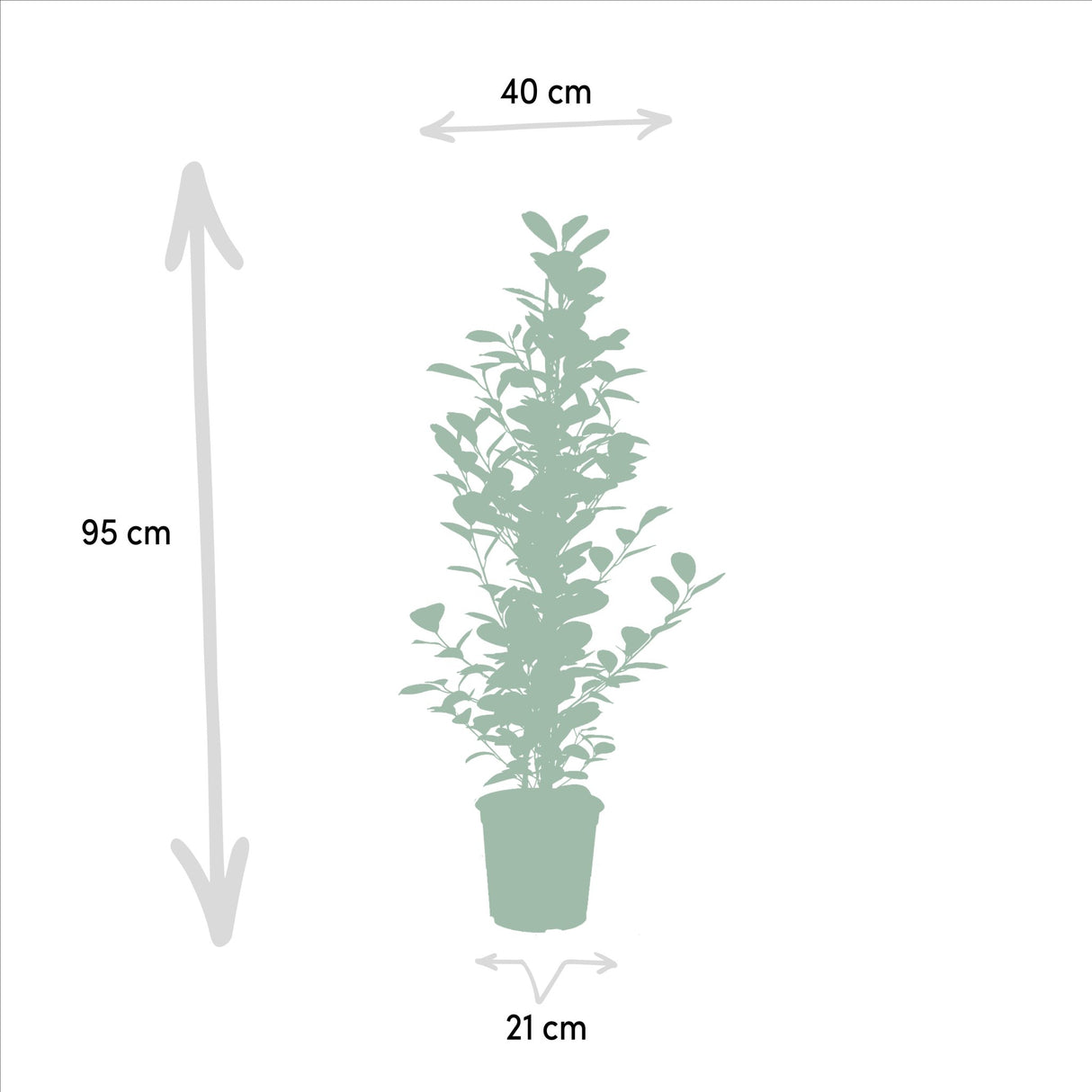 Livraison plante Ficus - Le Moclame