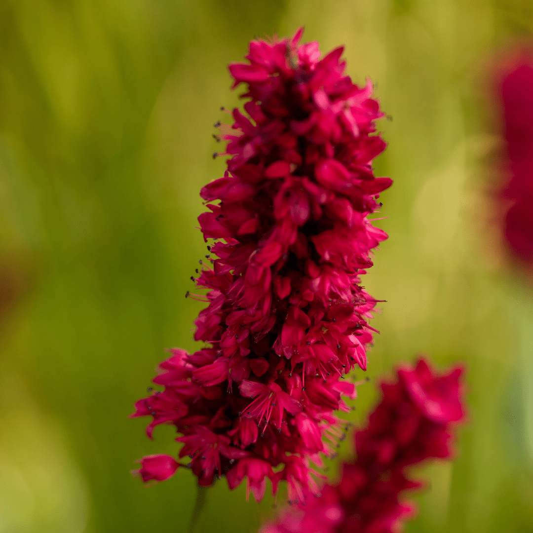 Livraison plante Fleur en épis rouge
