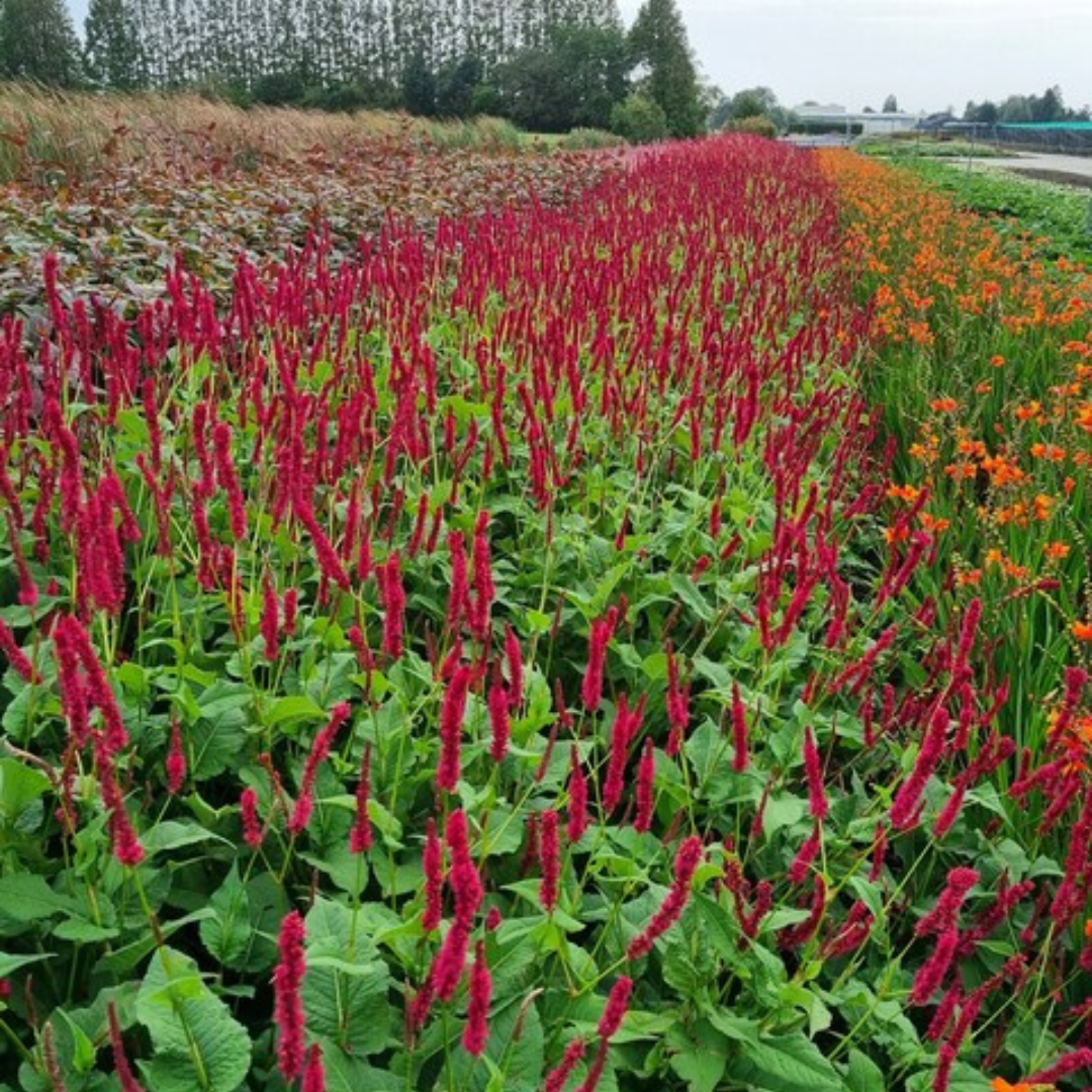 Livraison plante Fleur en épis rouge