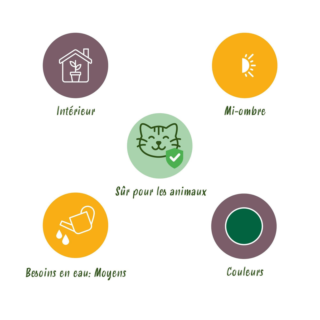 Livraison plante Fougère de Boston