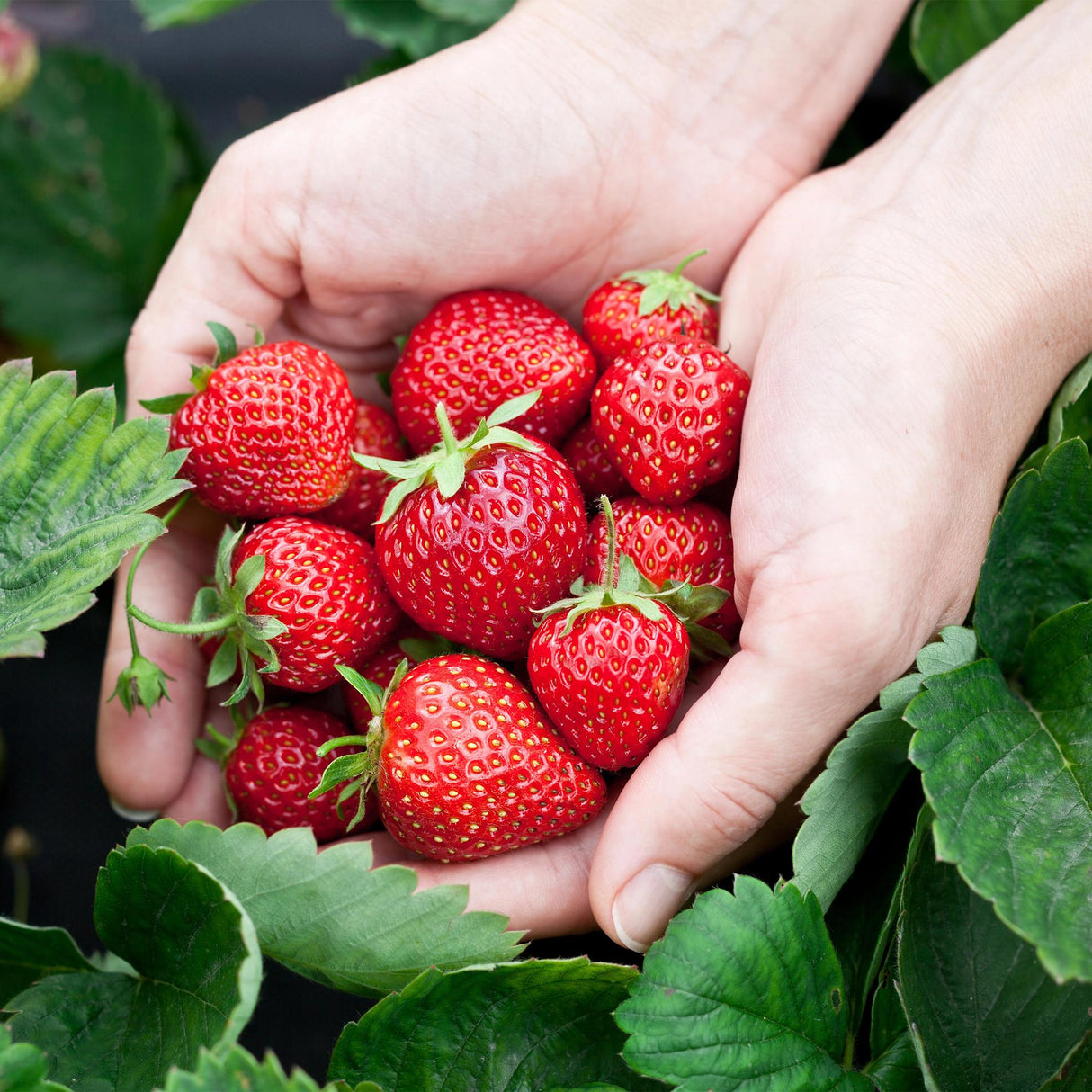 Livraison plante Fraisier Elsanta – Lot de 3 – Pot 9 cm