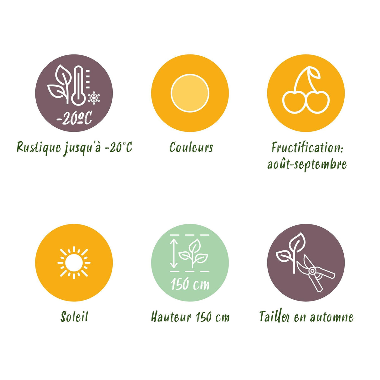 Livraison plante Framboisier Fallgold – Lot de 6 – Pot 9 cm