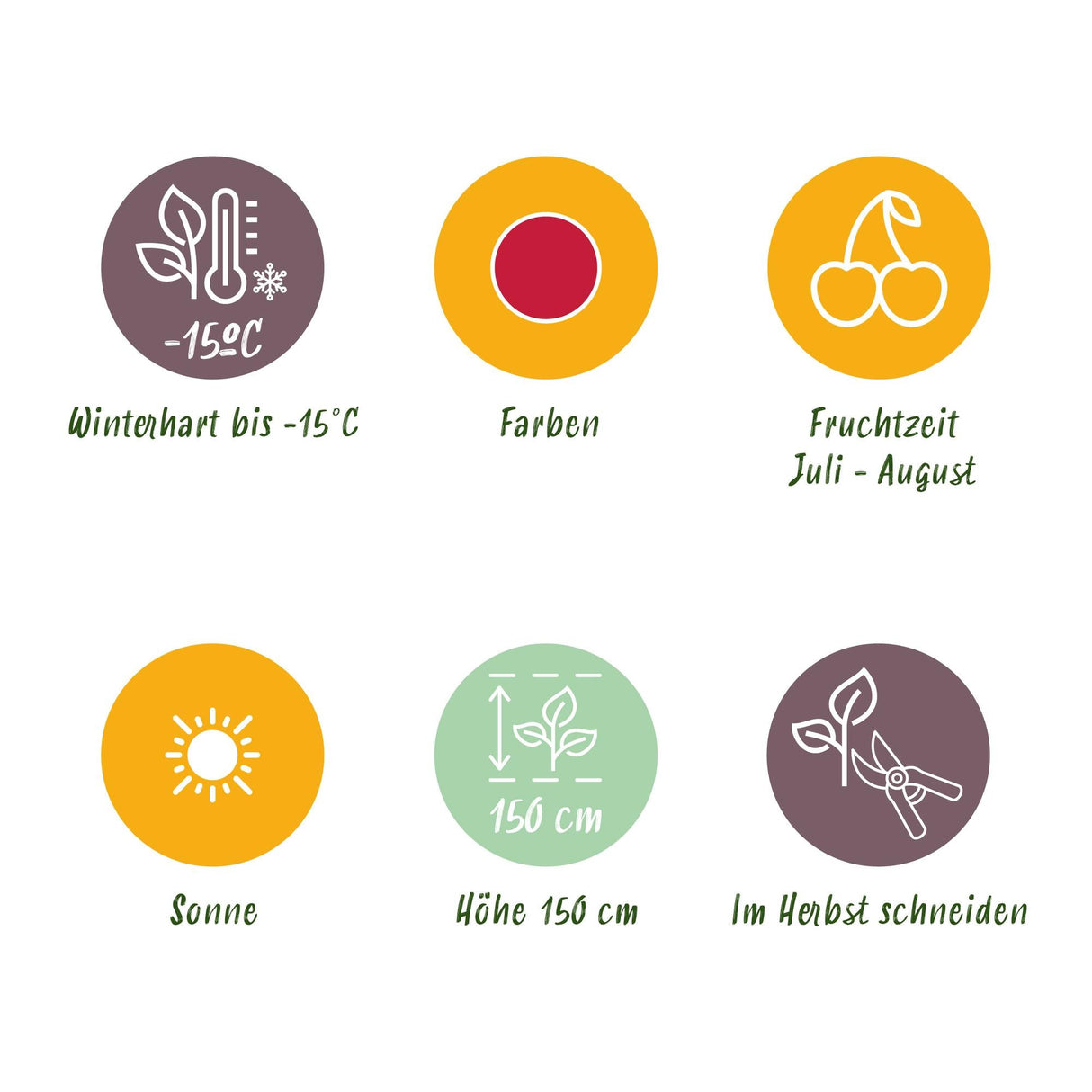 Livraison plante Framboisier Ottawa – Lot de 3 – Pot 9 cm