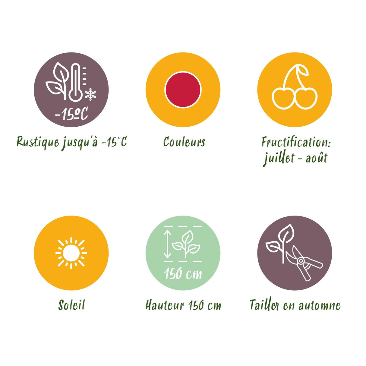 Livraison plante Framboisier Ottawa – Lot de 6 – Pot 9 cm