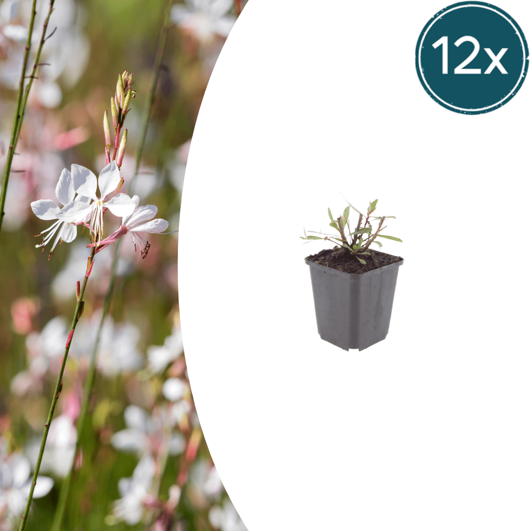Livraison plante Gaura blanche papillon