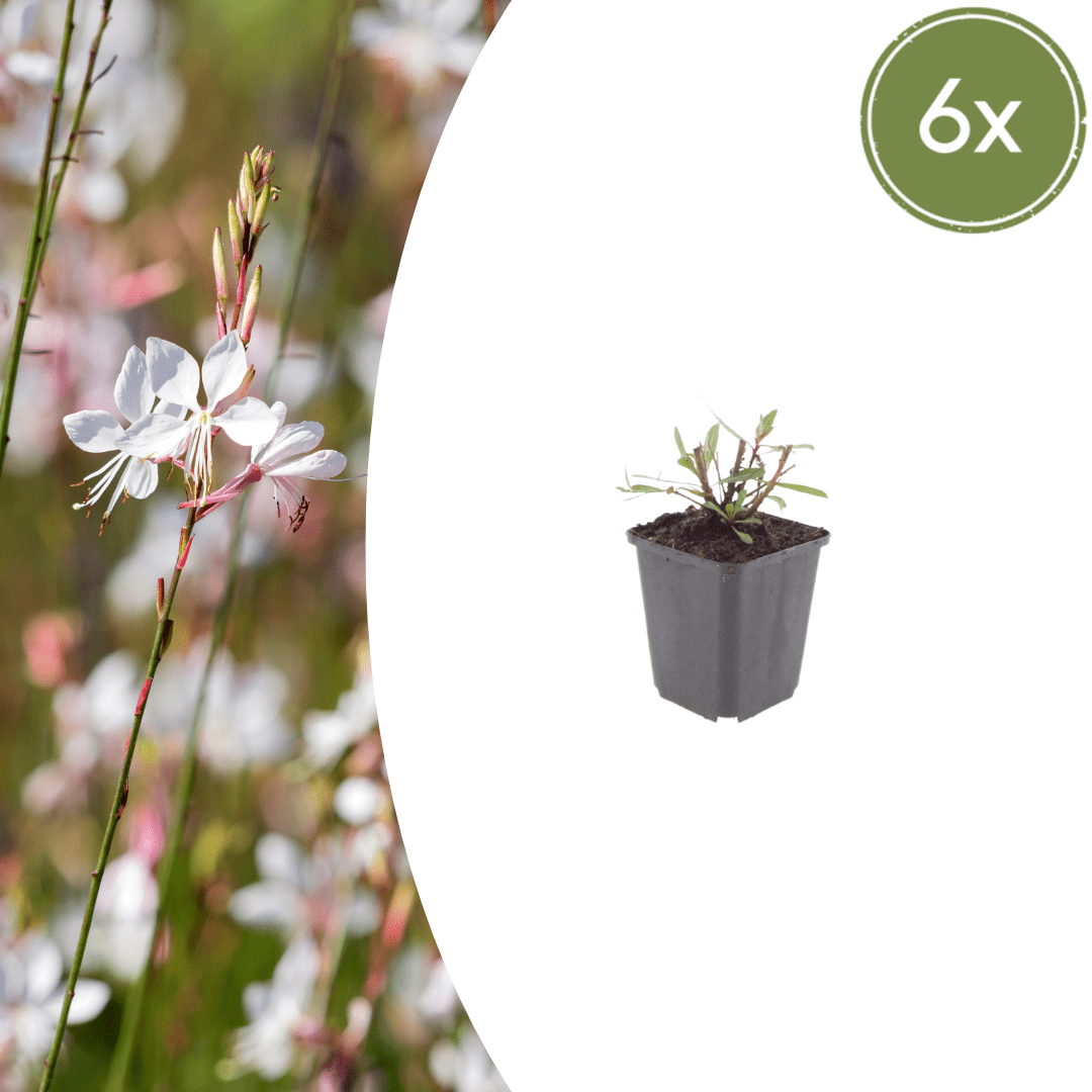 Livraison plante Gaura blanche papillon