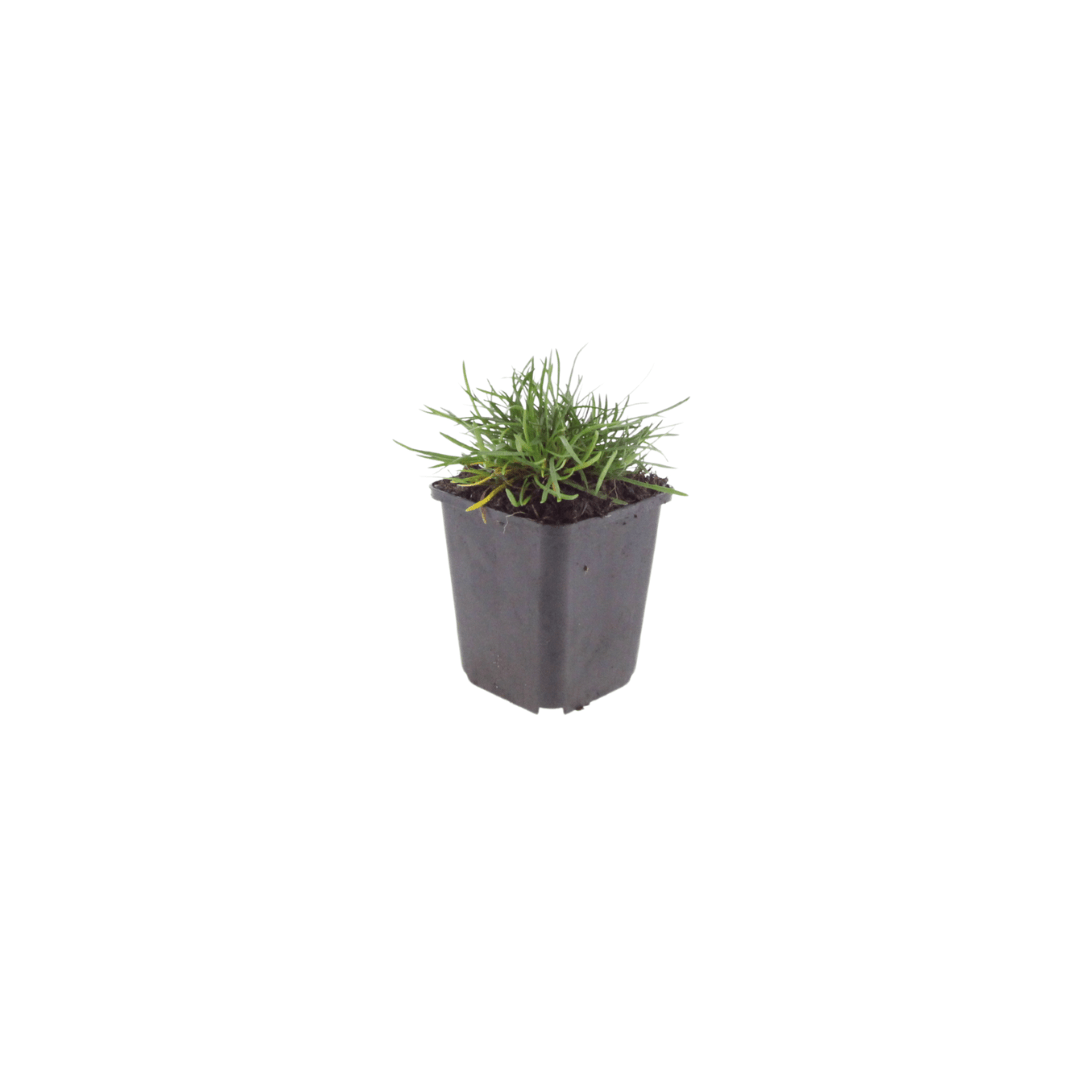Livraison plante Gazon d'Espagne Armeria