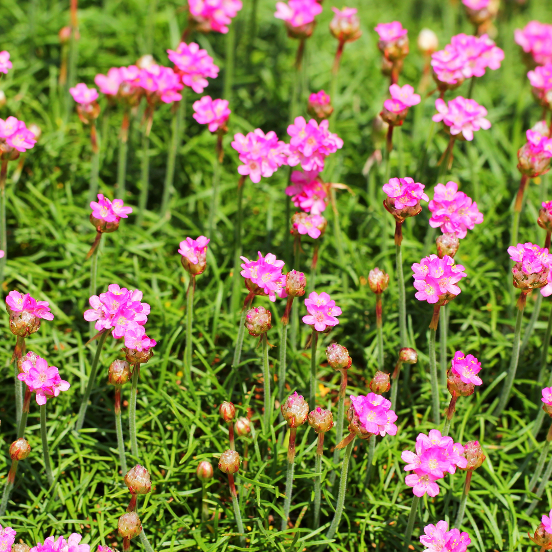 Livraison plante Gazon d'Espagne Armeria