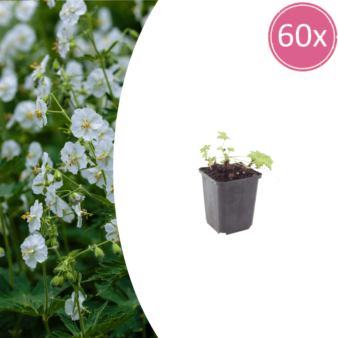 Livraison plante Geranium blanc