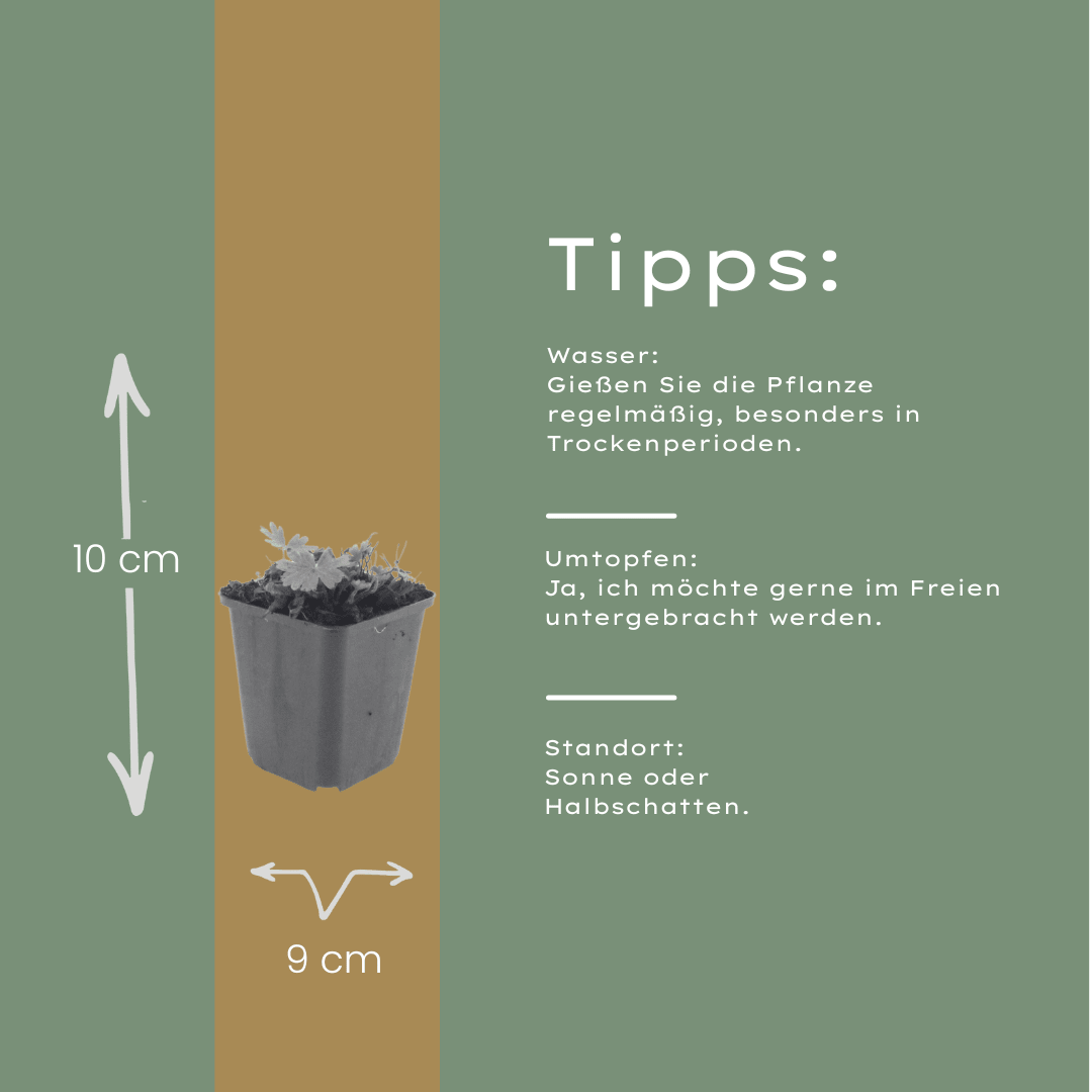 Livraison plante Geranium rose