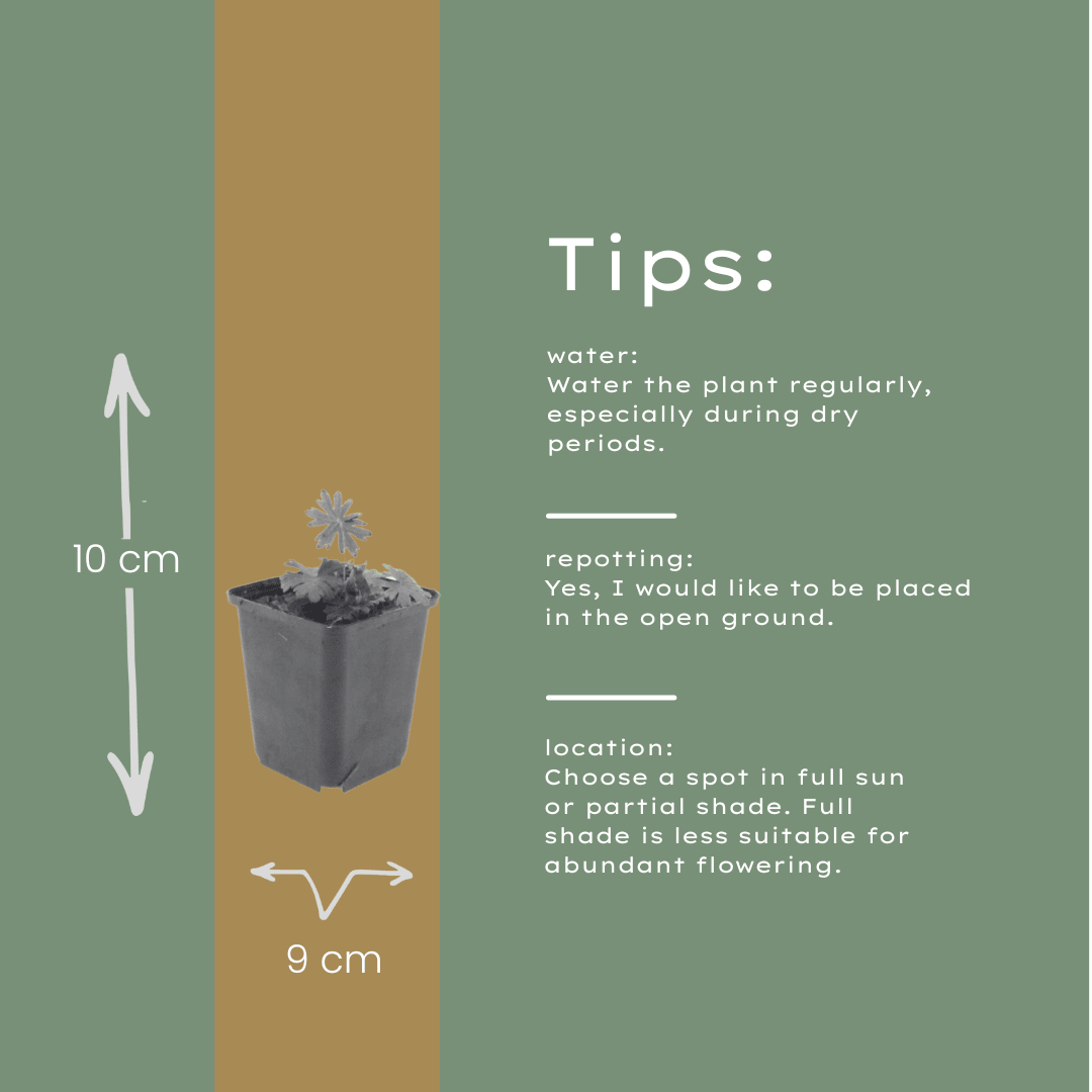 Livraison plante Geranium sanguiné