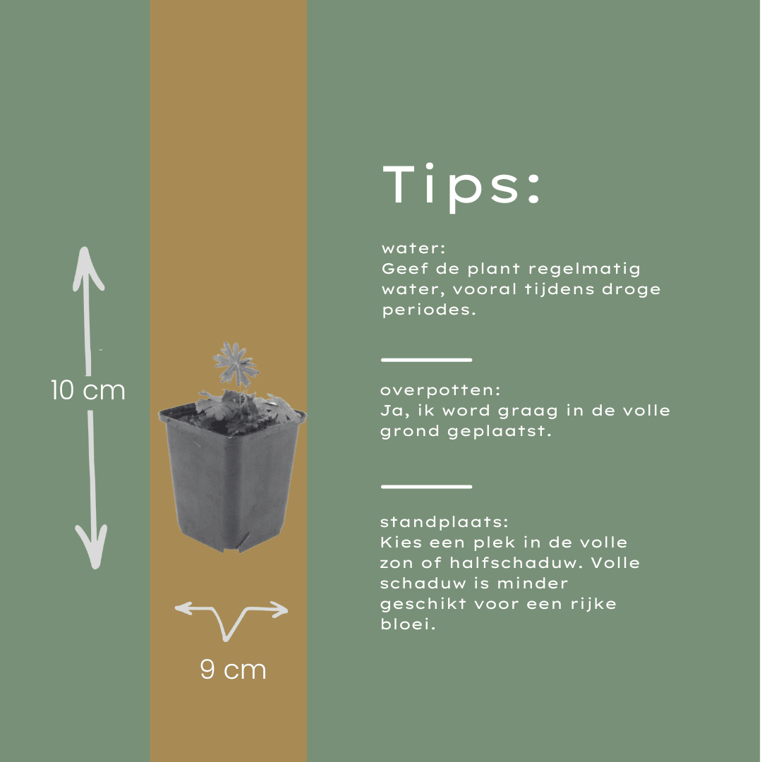 Livraison plante Geranium sanguiné