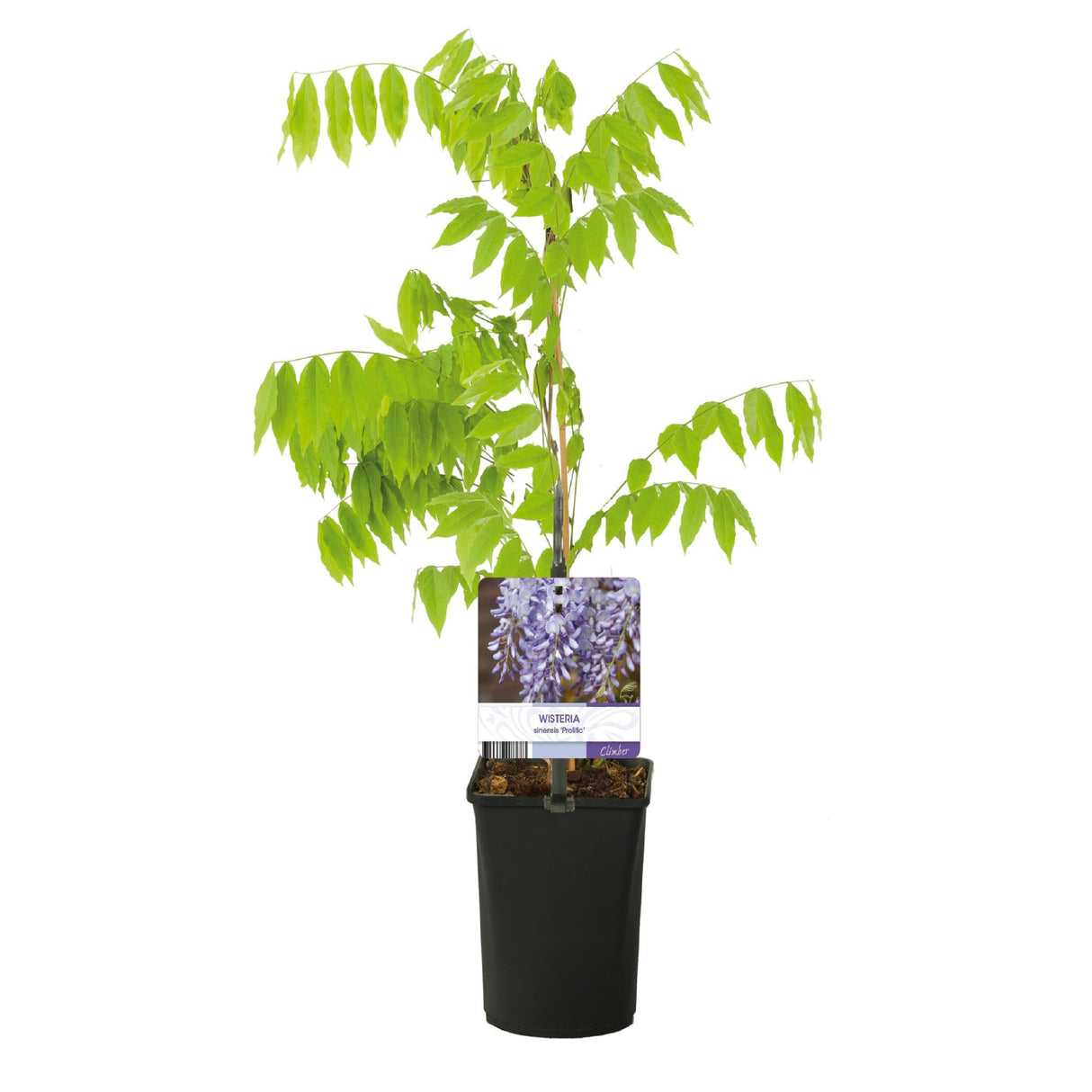 Livraison plante Glycine Prolific – Lot de 1 – Pot 11 cm – Hauteur 40 cm
