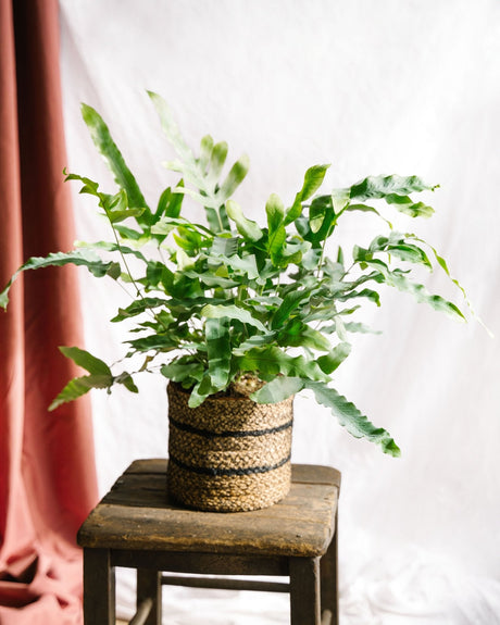 Livraison plante Grande fougère Phlebodium Blue Star h60cm