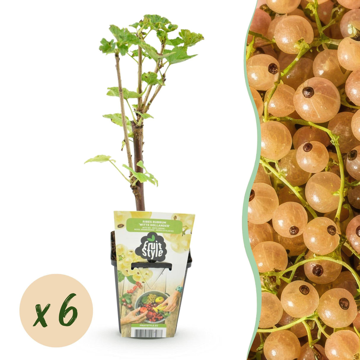 Livraison plante Groseillier à grappes Witte Hollander – Lot de 6 – Pot 9 cm