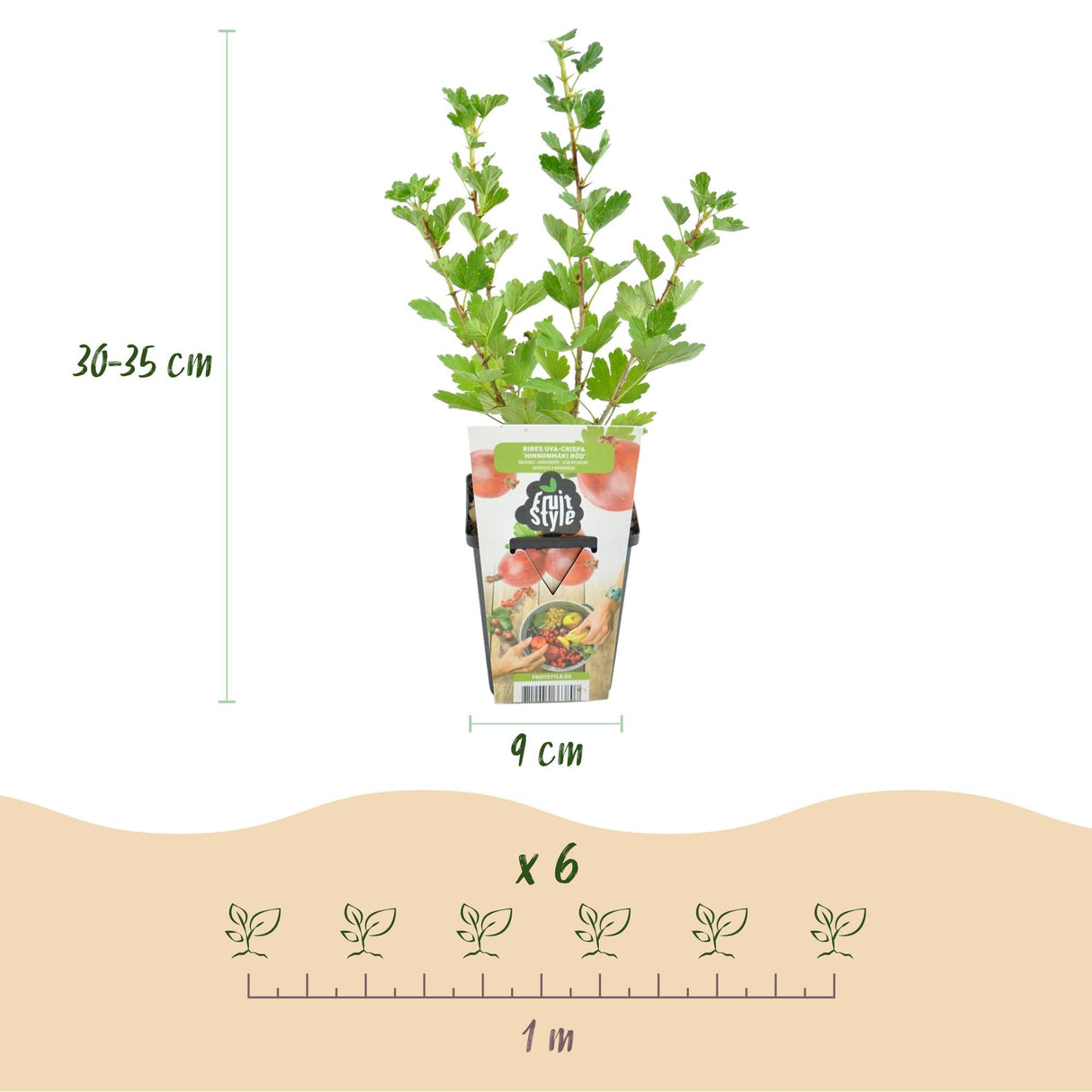 Livraison plante Groseillier à maquereau Hinnonmäki Röd – Lot de 6 – Pot 9 cm