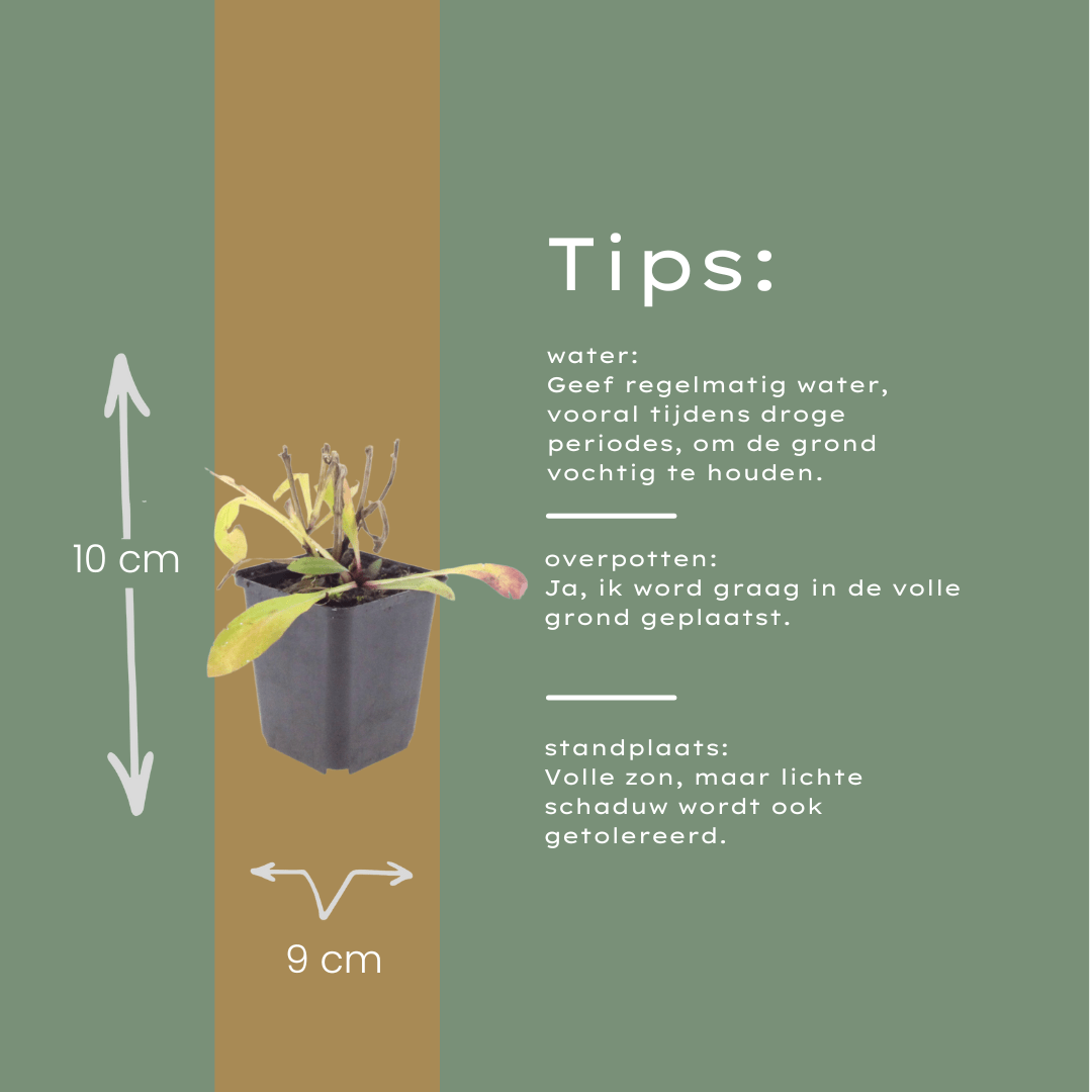 Livraison plante Hélénie orange